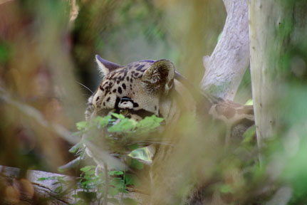 clouded leopard