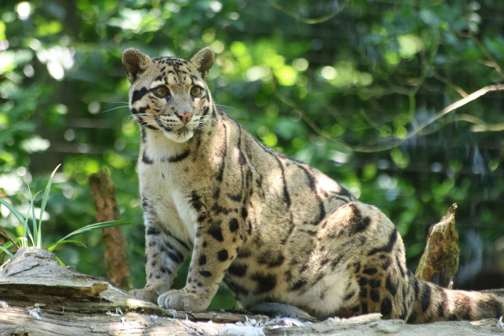 Clouded Leopard