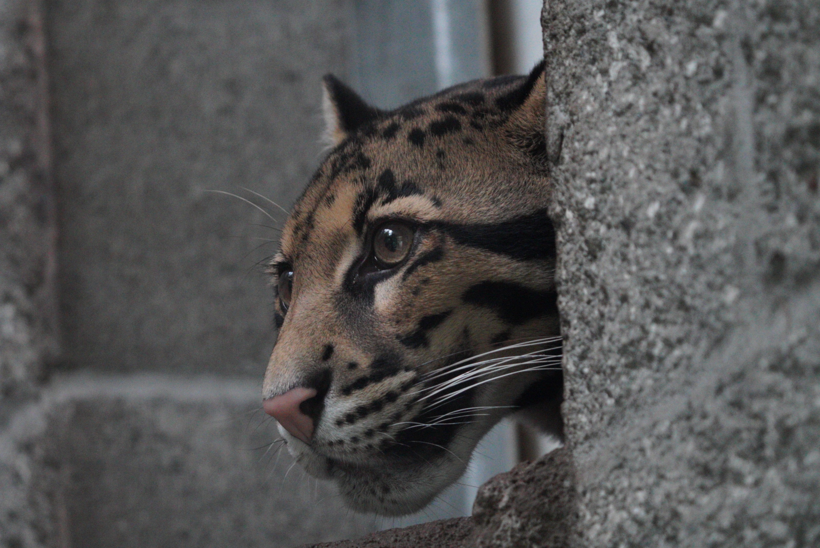 Clouded Leopard