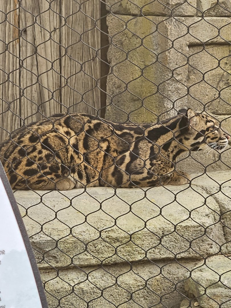 Clouded leopard