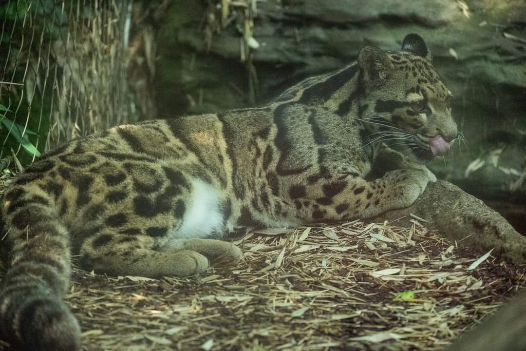 Clouded Leopard