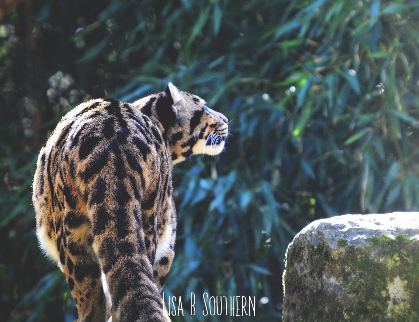 Clouded Leopard