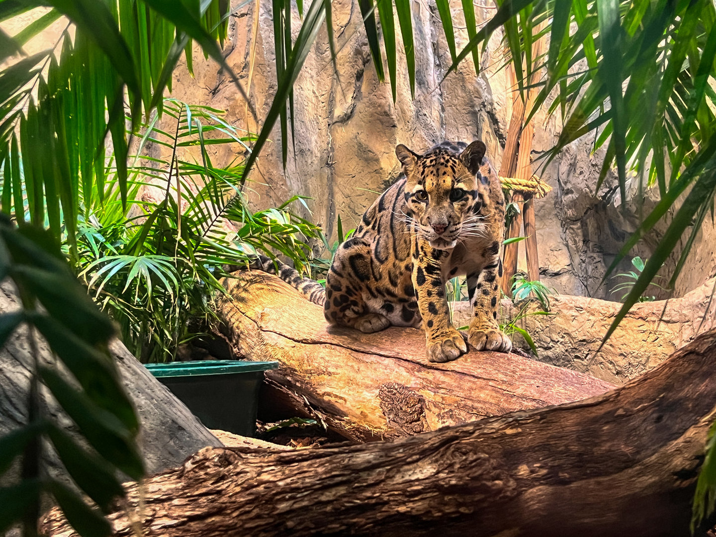 Clouded Leopard
