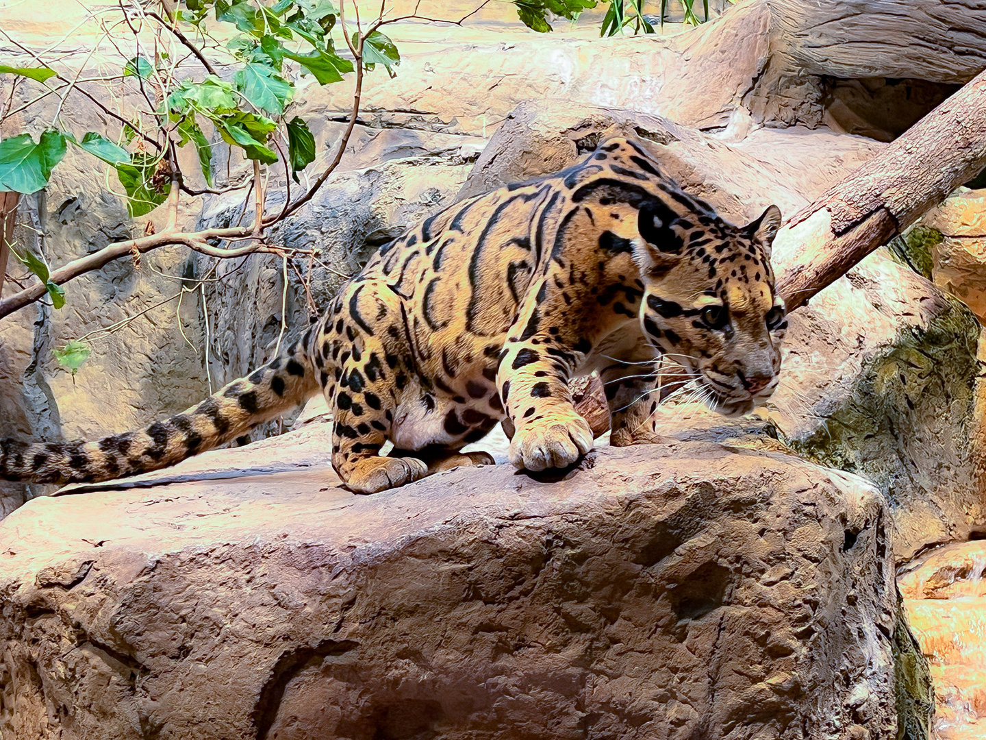 Clouded Leopard