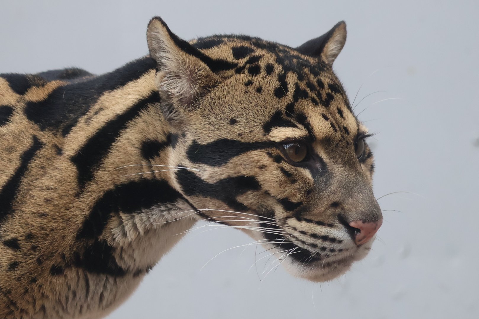 Clouded Leopard