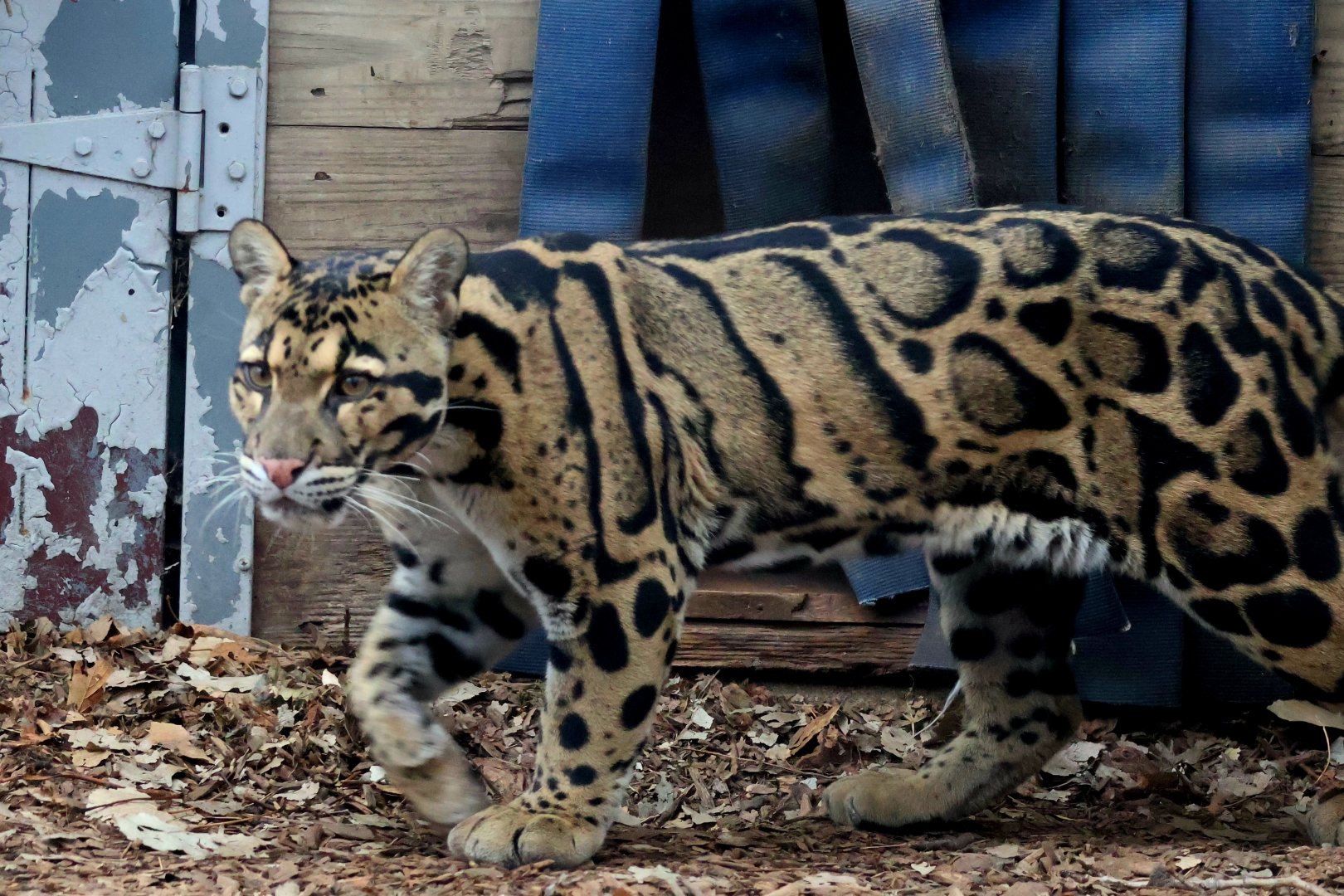 Clouded Leopard