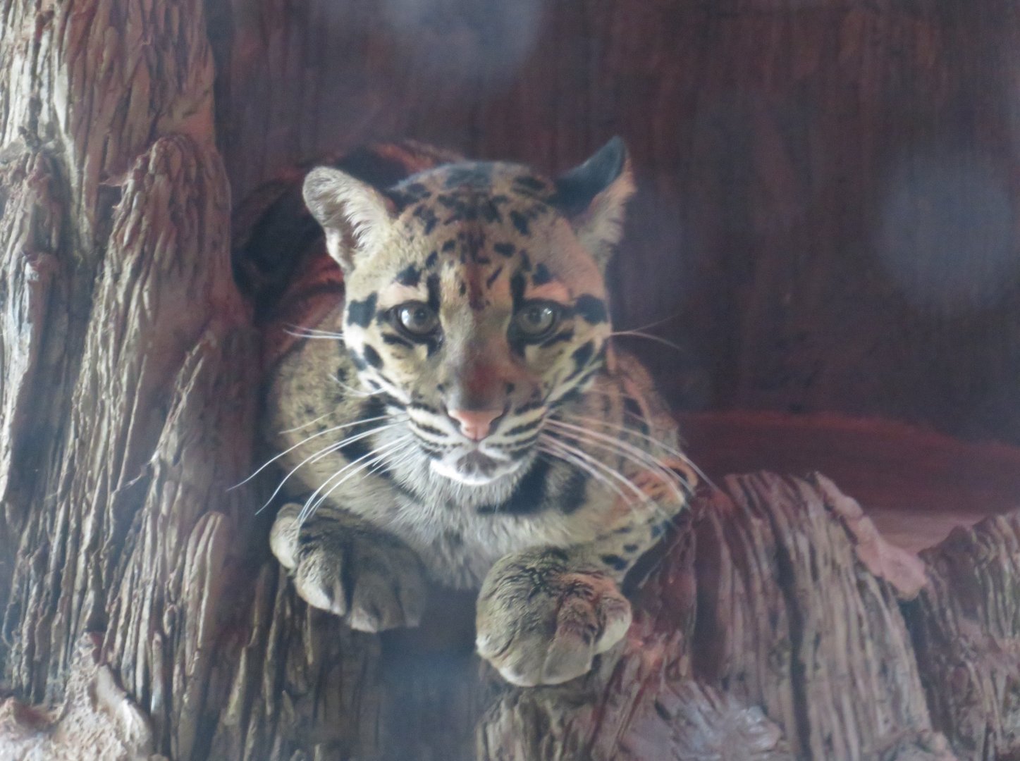 Clouded leopard