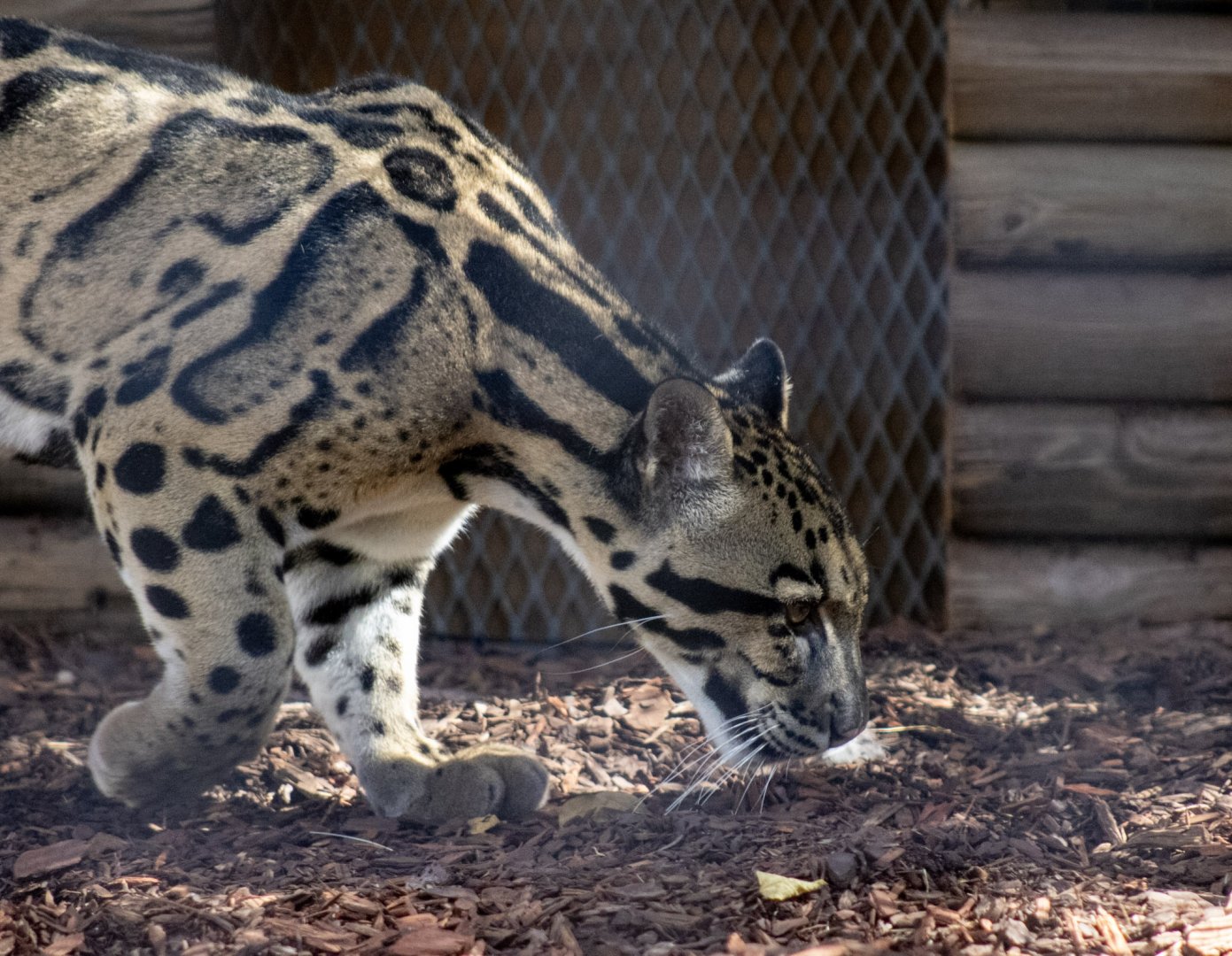 Clouded Leopard