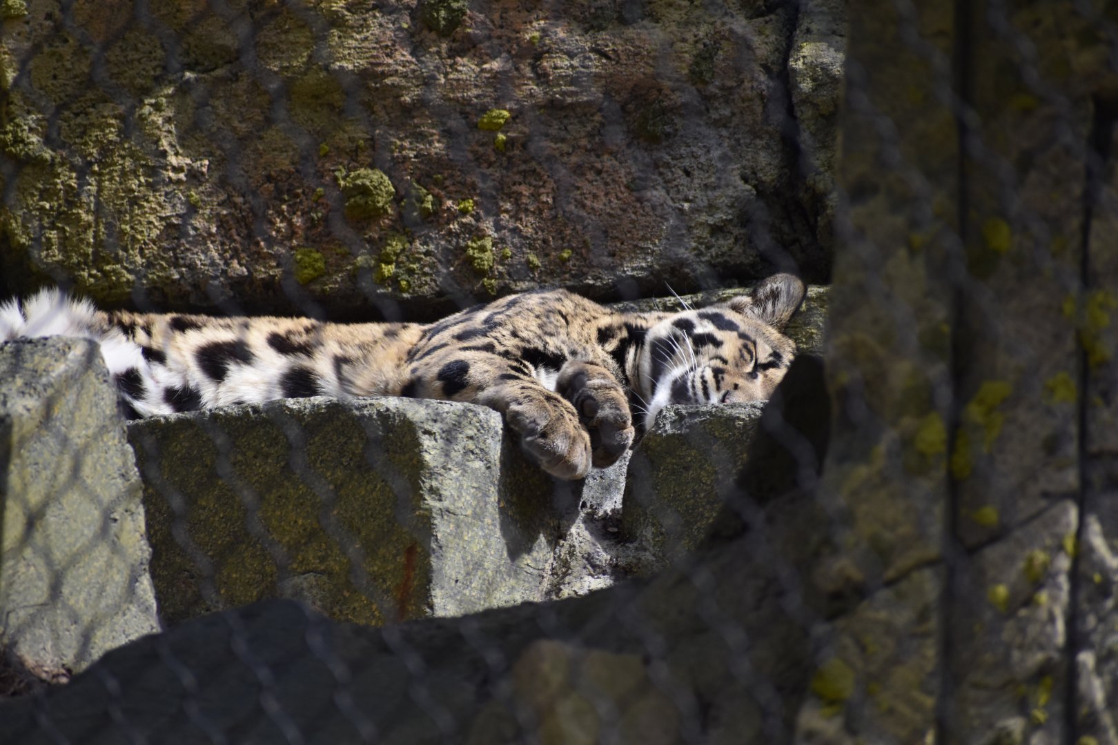 Clouded Leopard