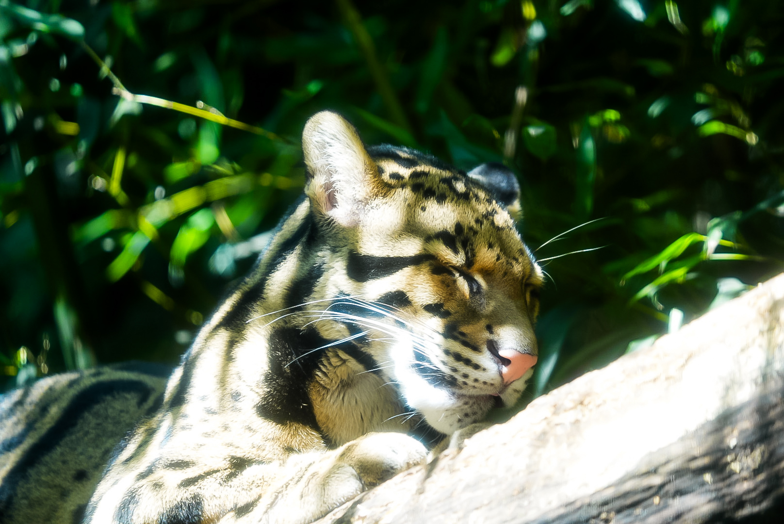 Clouded Leopard