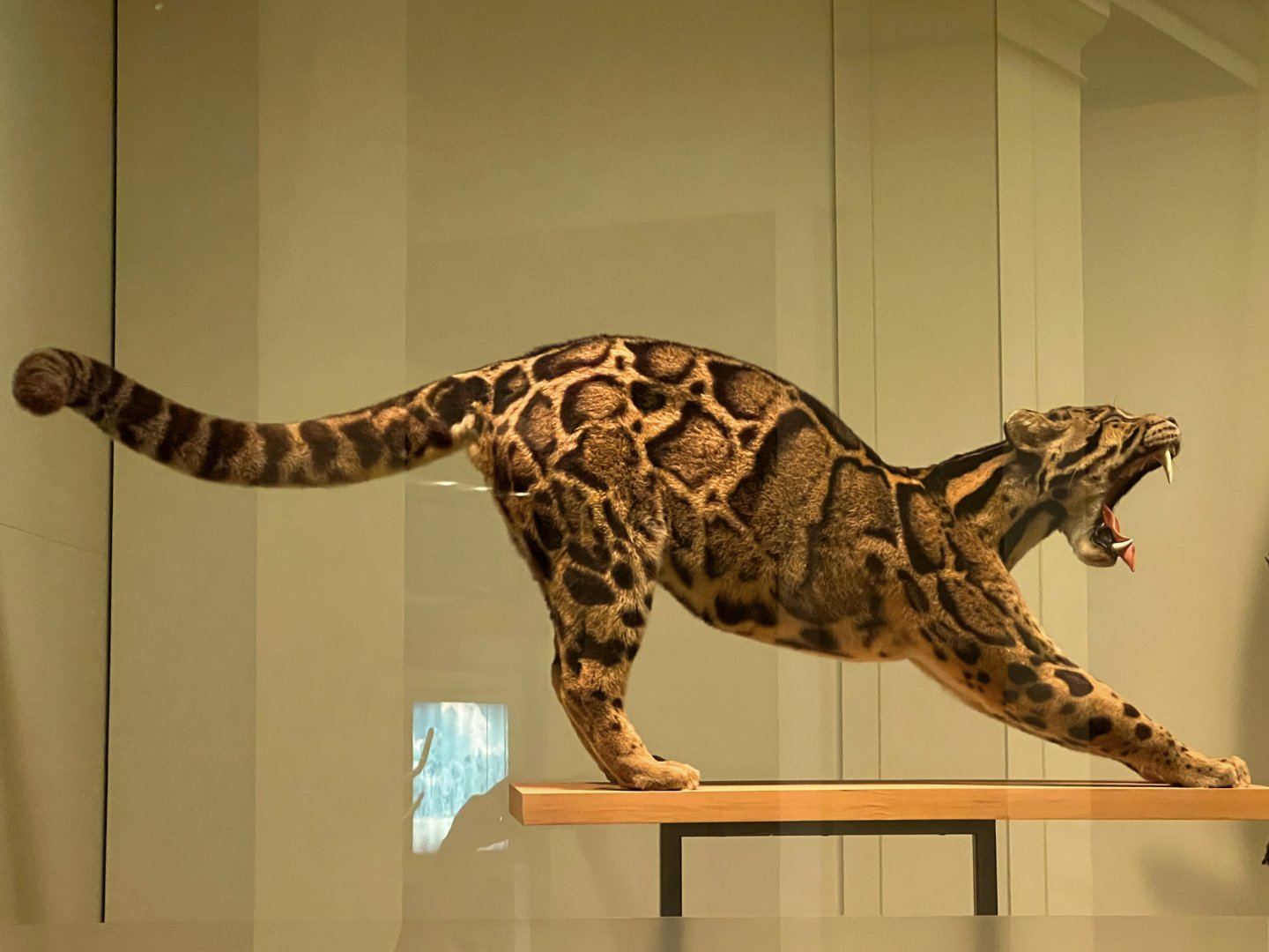 Clouded Leopard