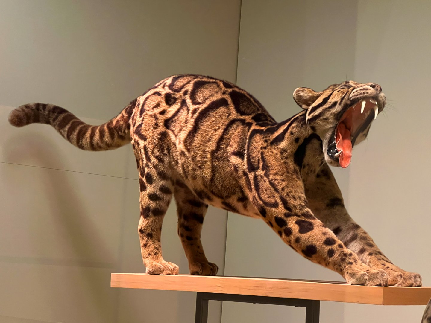 Clouded Leopard