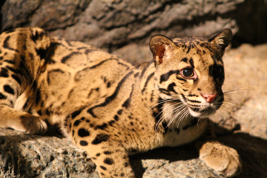 Clouded Leopard