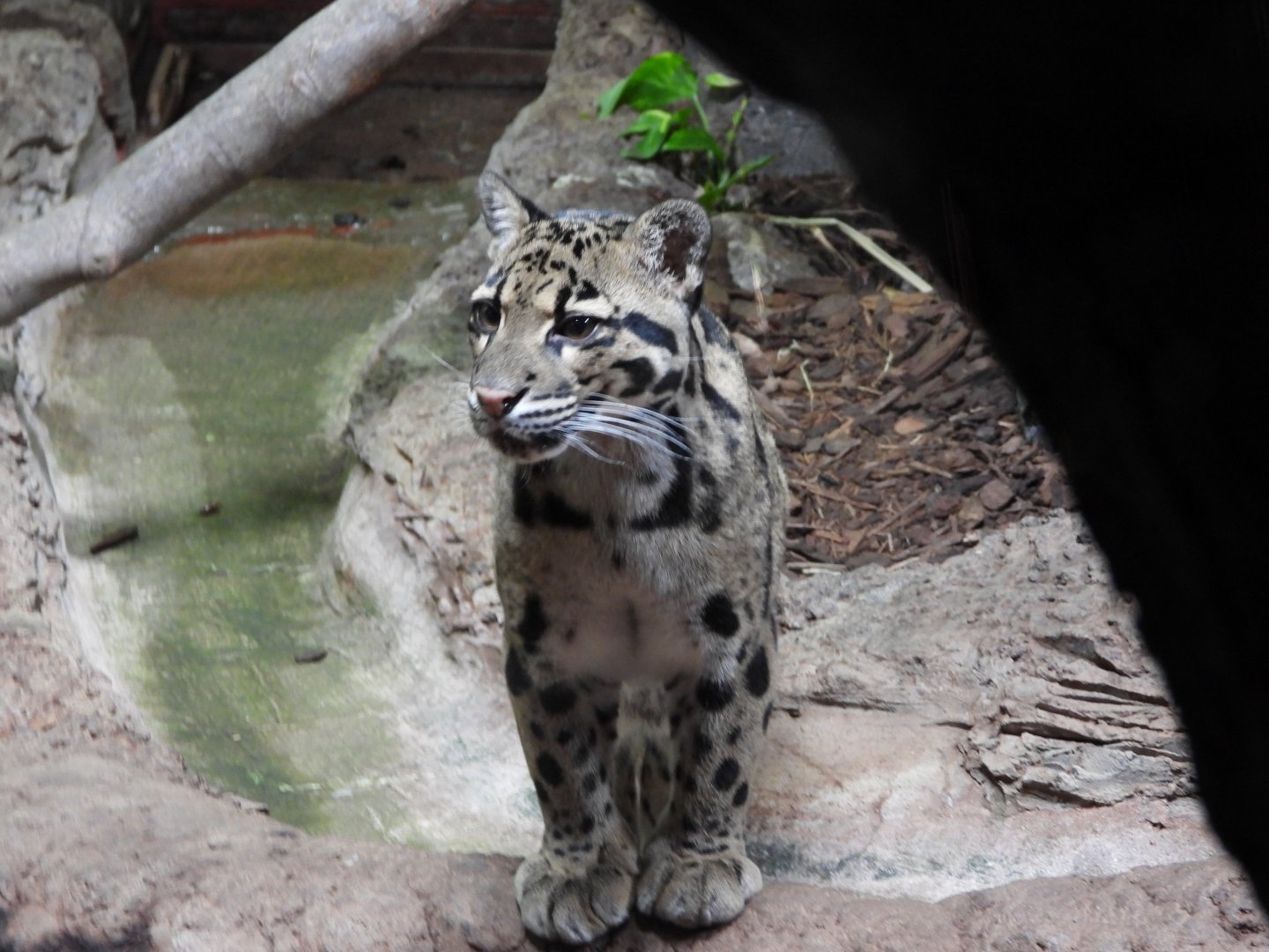 Clouded leopard