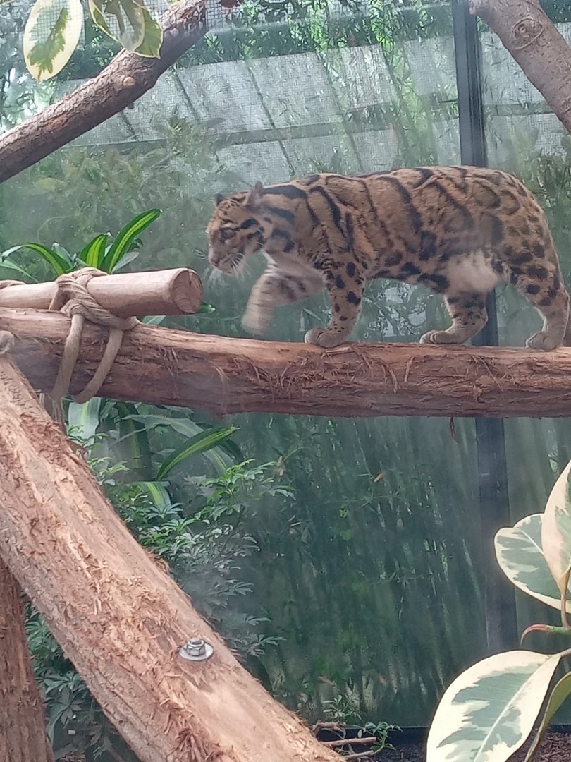 Clouded Leopard