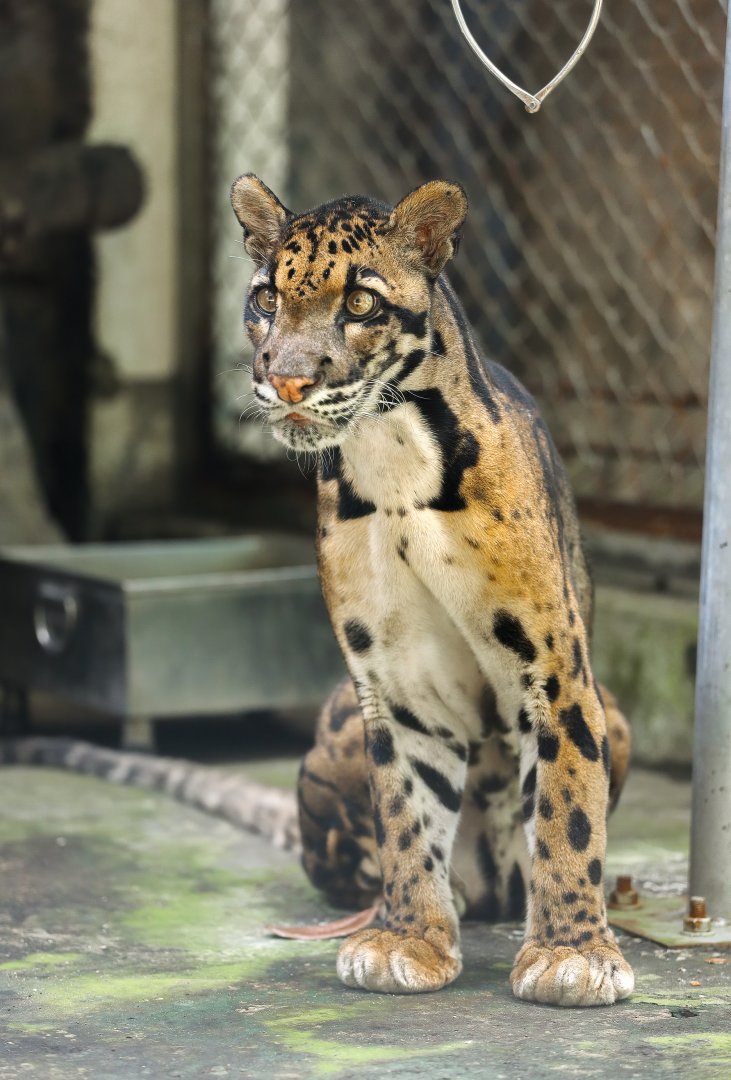 Clouded leopard
