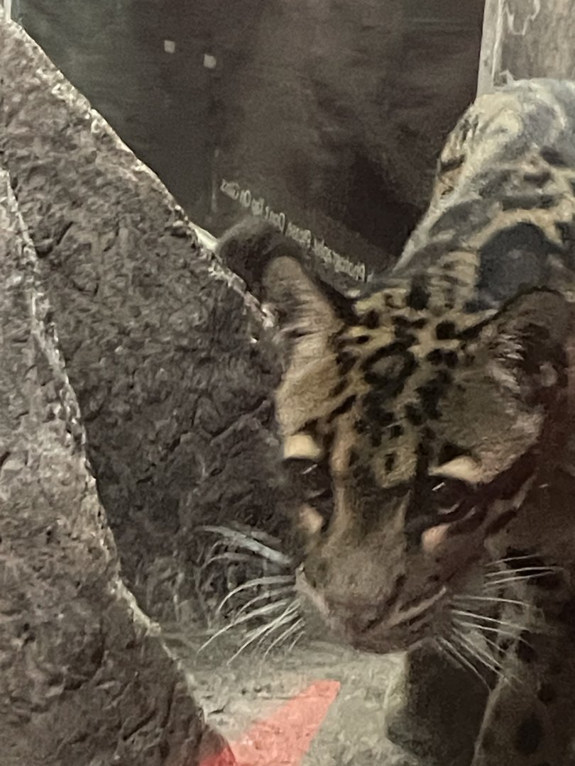 Clouded Leopard