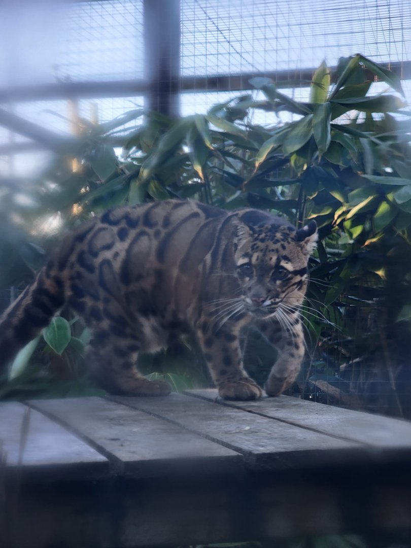 Clouded Leopard