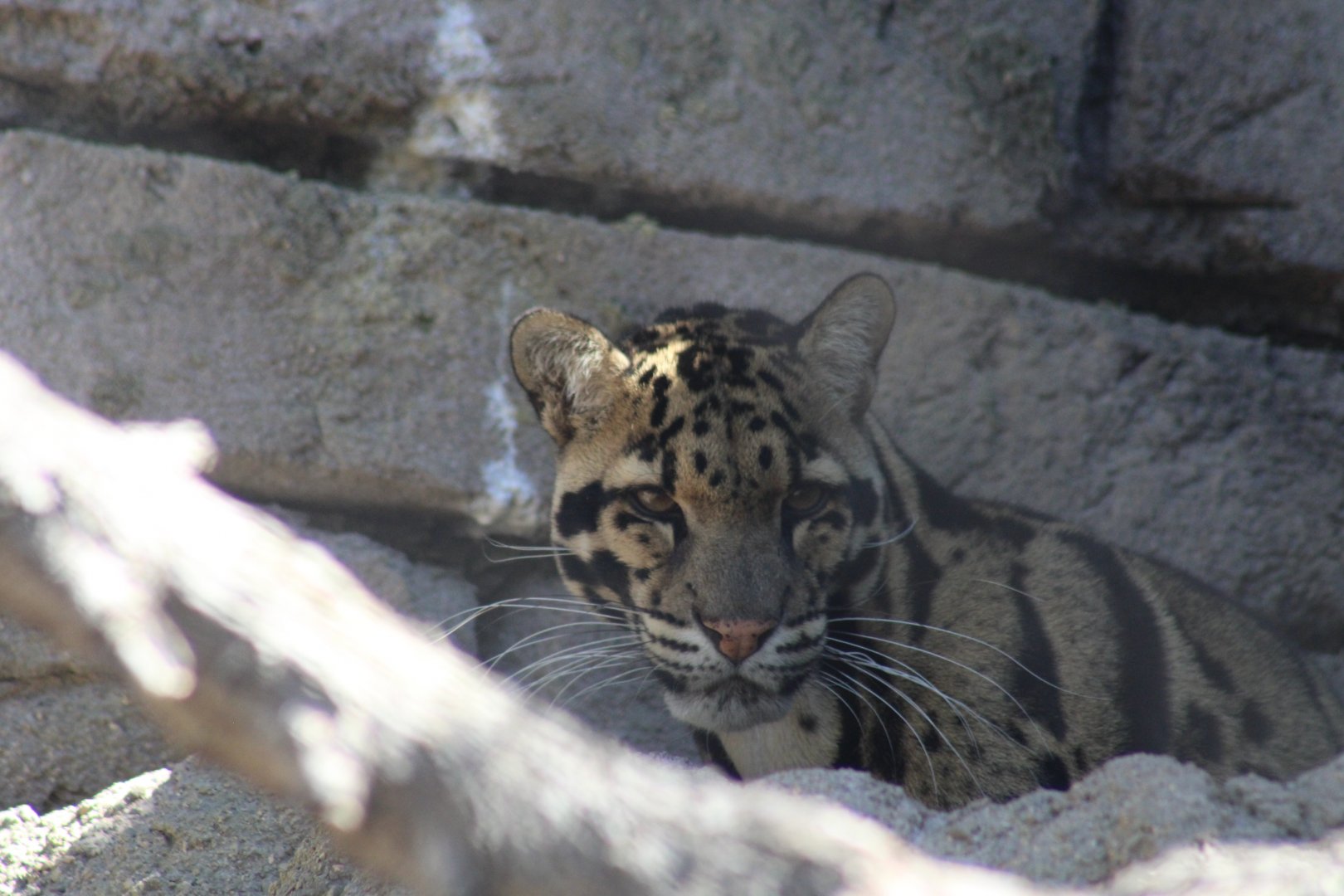Clouded Leopard