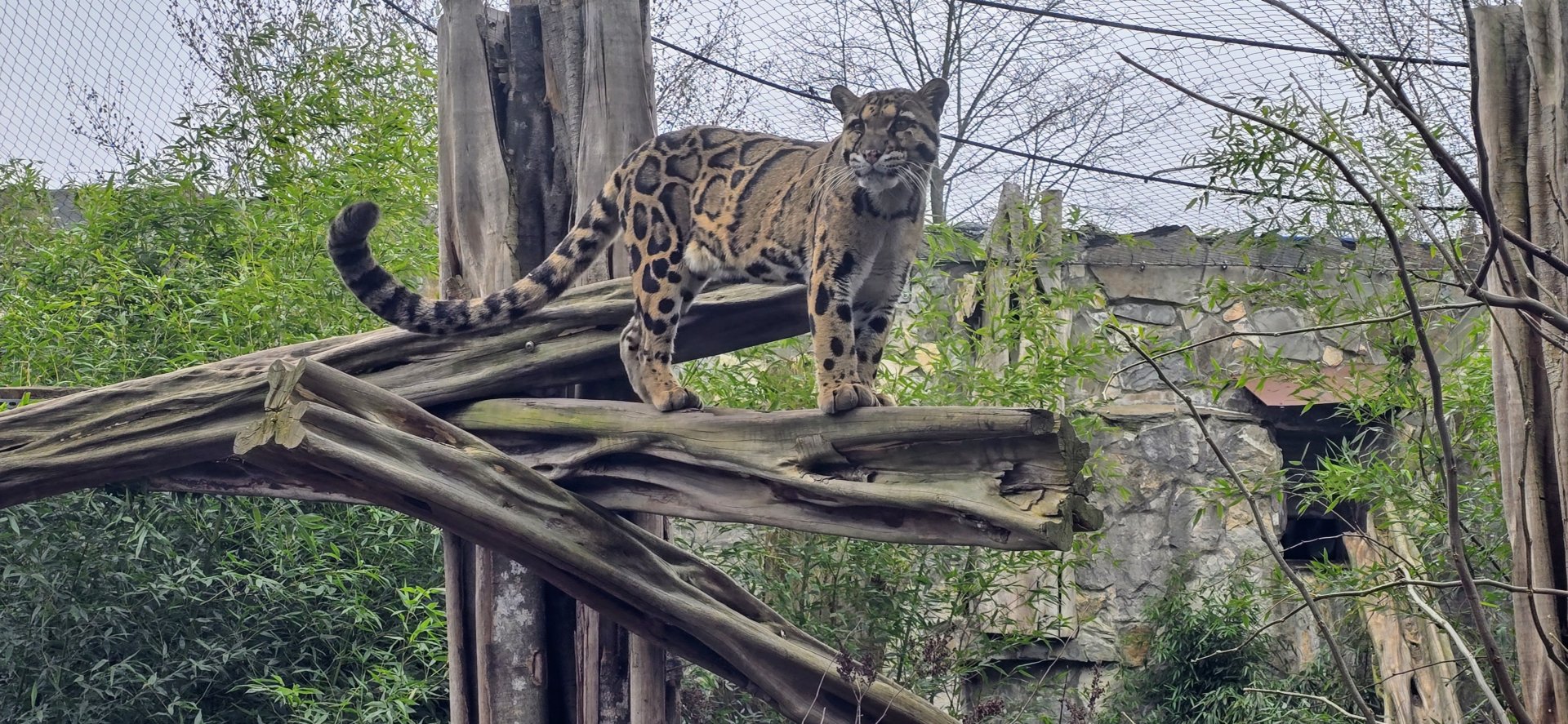 Clouded leopard