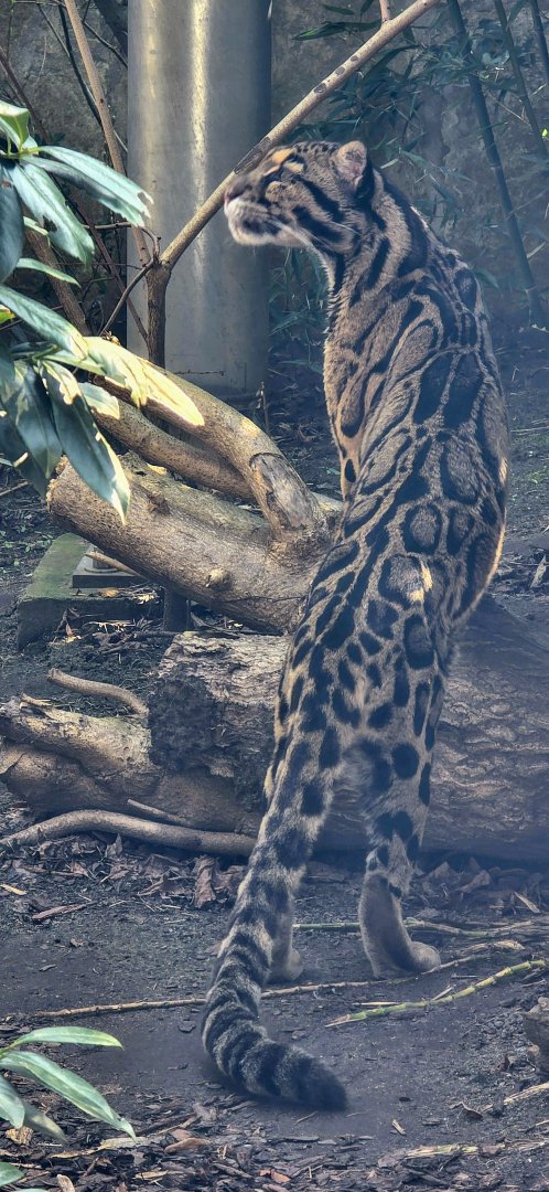 Clouded leopard