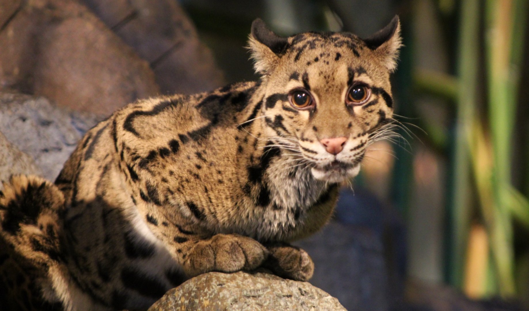 Clouded Leopard