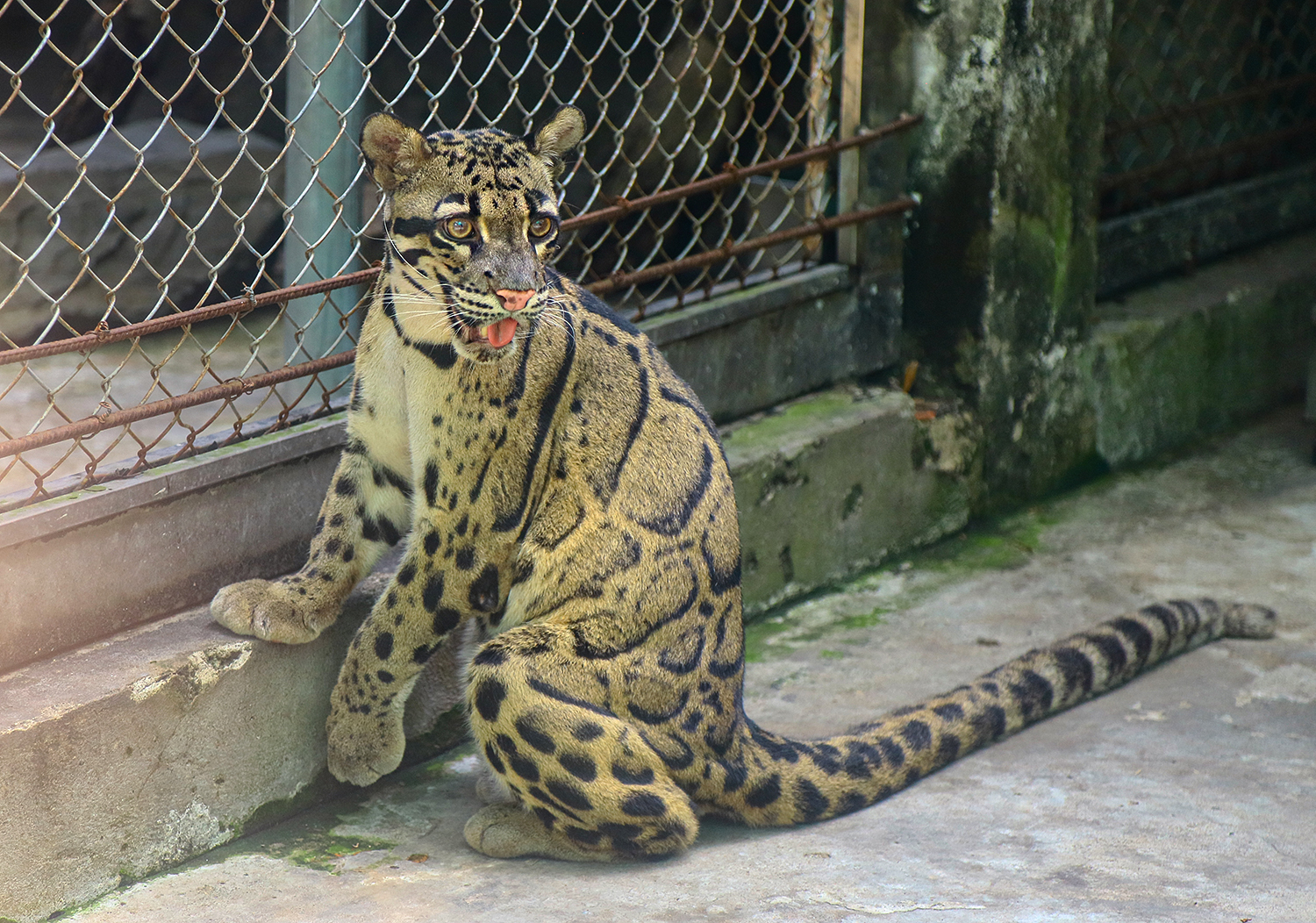 Clouded leopard