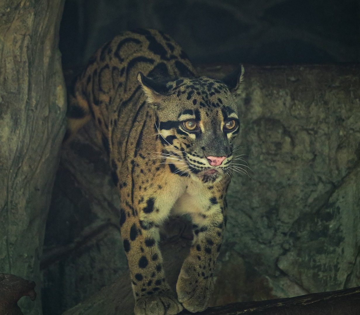 Clouded leopard