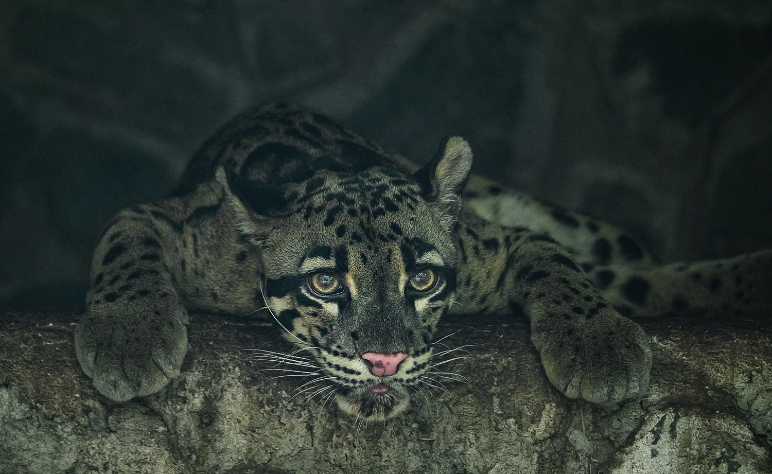 Clouded leopard
