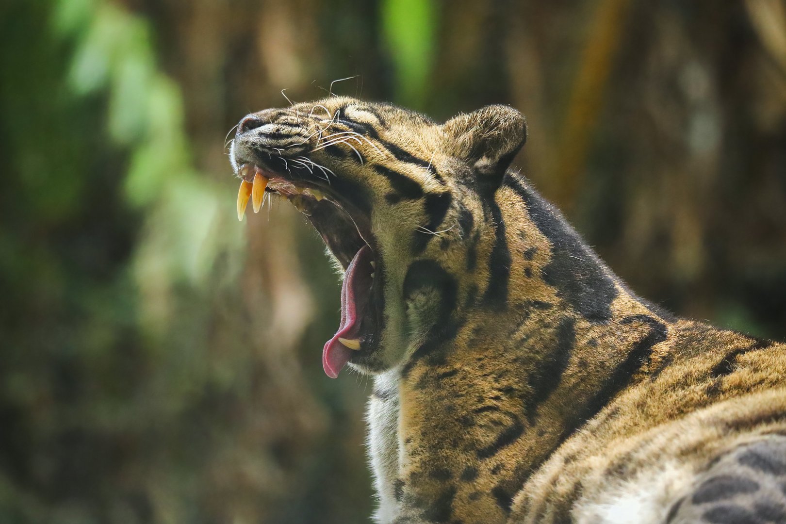 Clouded leopard