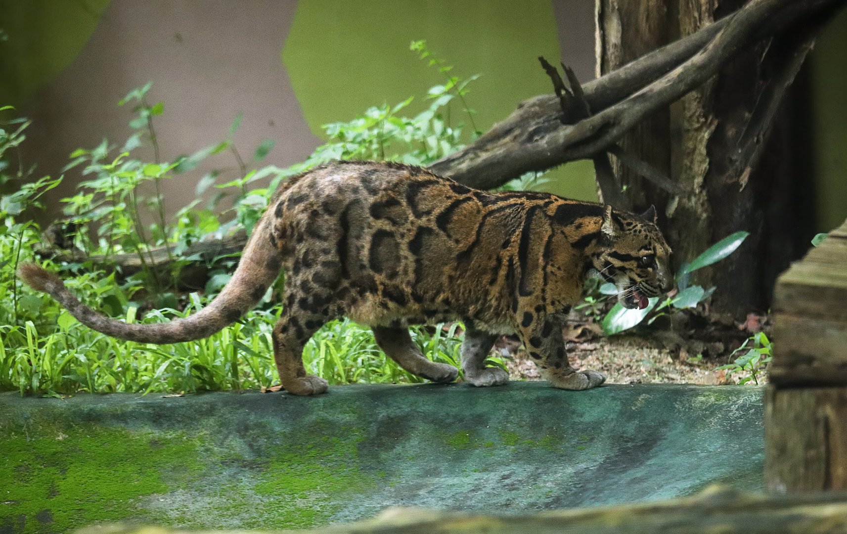 Clouded leopard