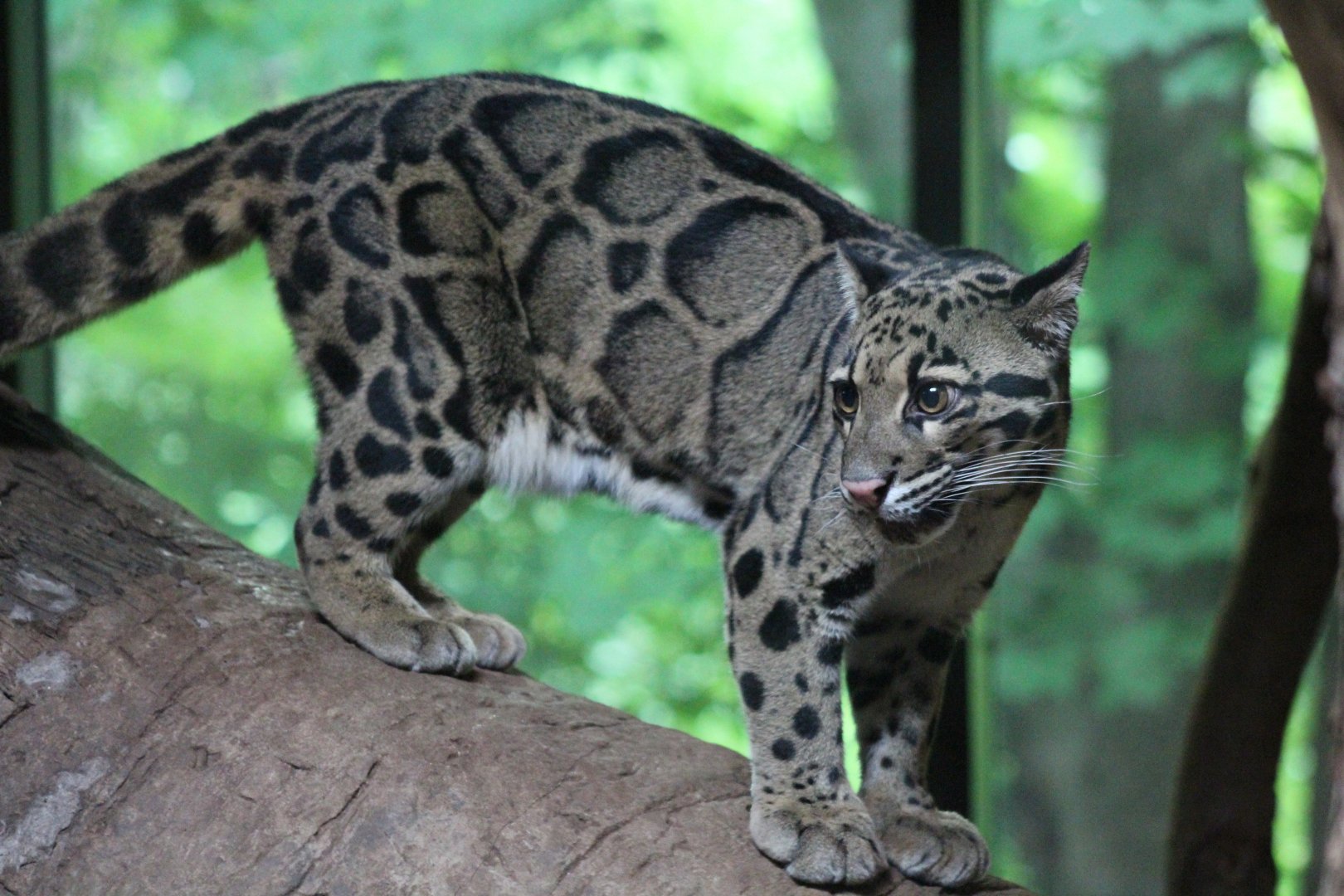 Clouded Leopard