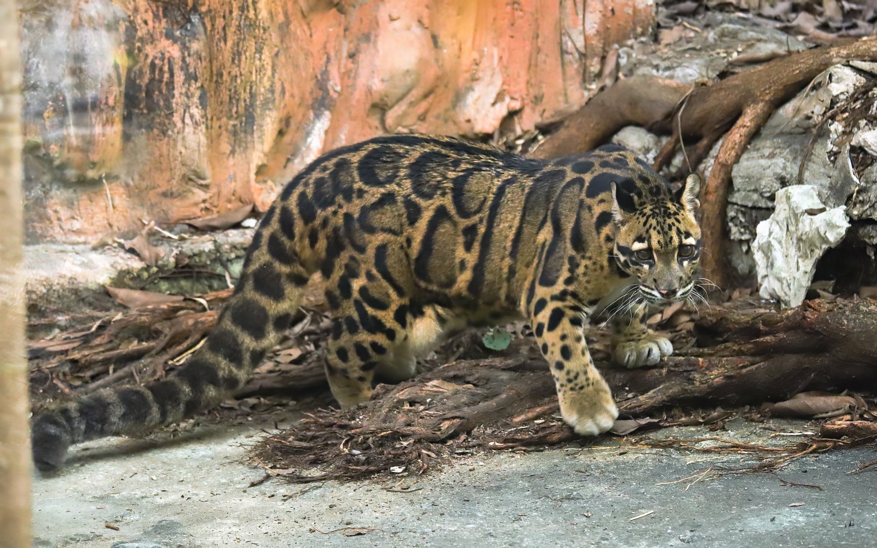 Clouded leopard