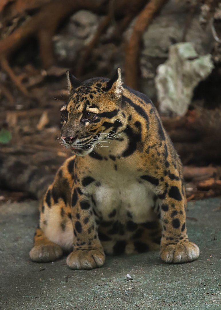 Clouded leopard