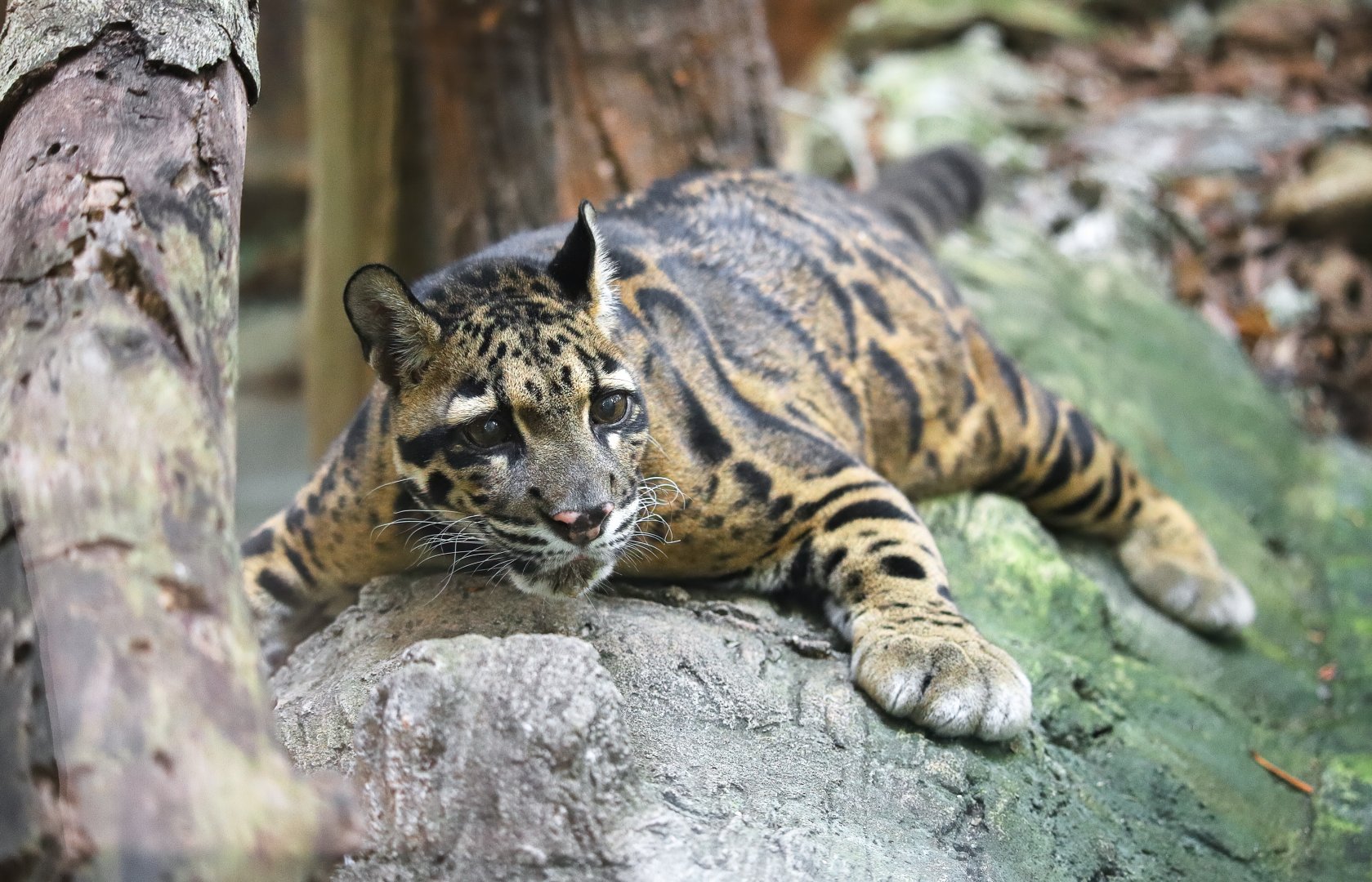 Clouded leopard