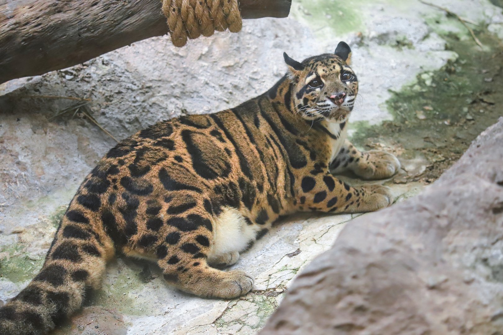 Clouded leopard