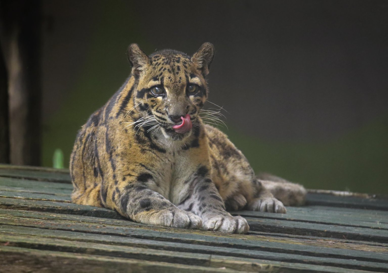 Clouded leopard