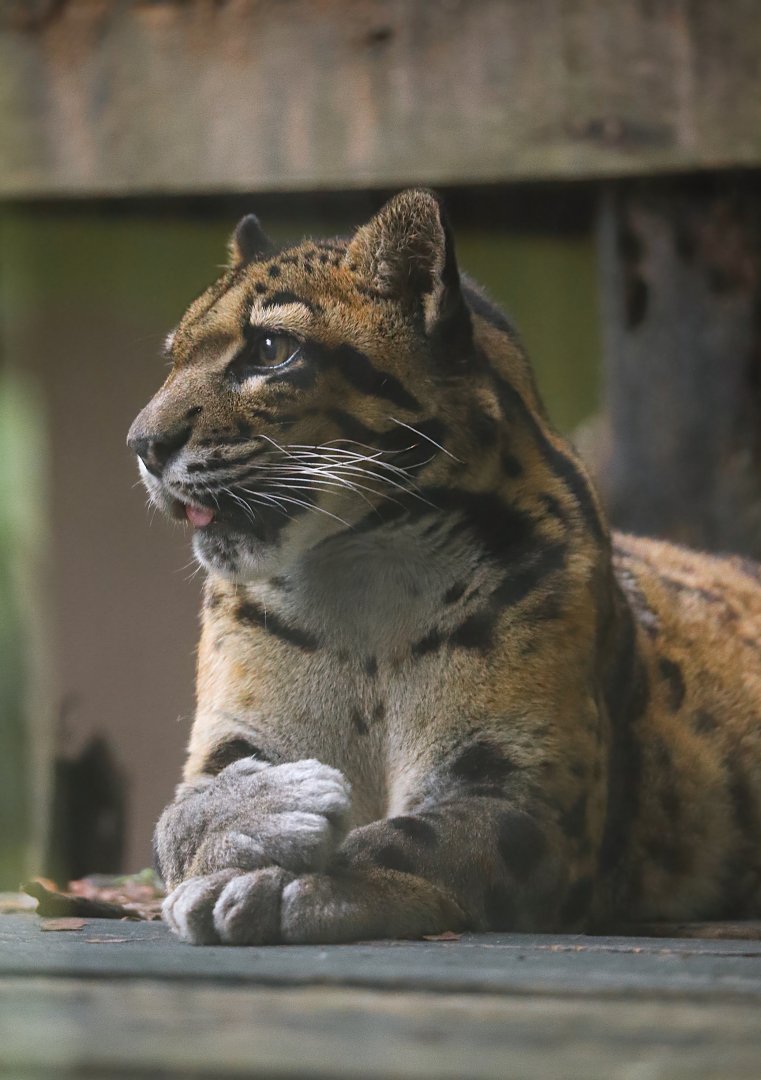 Clouded leopard