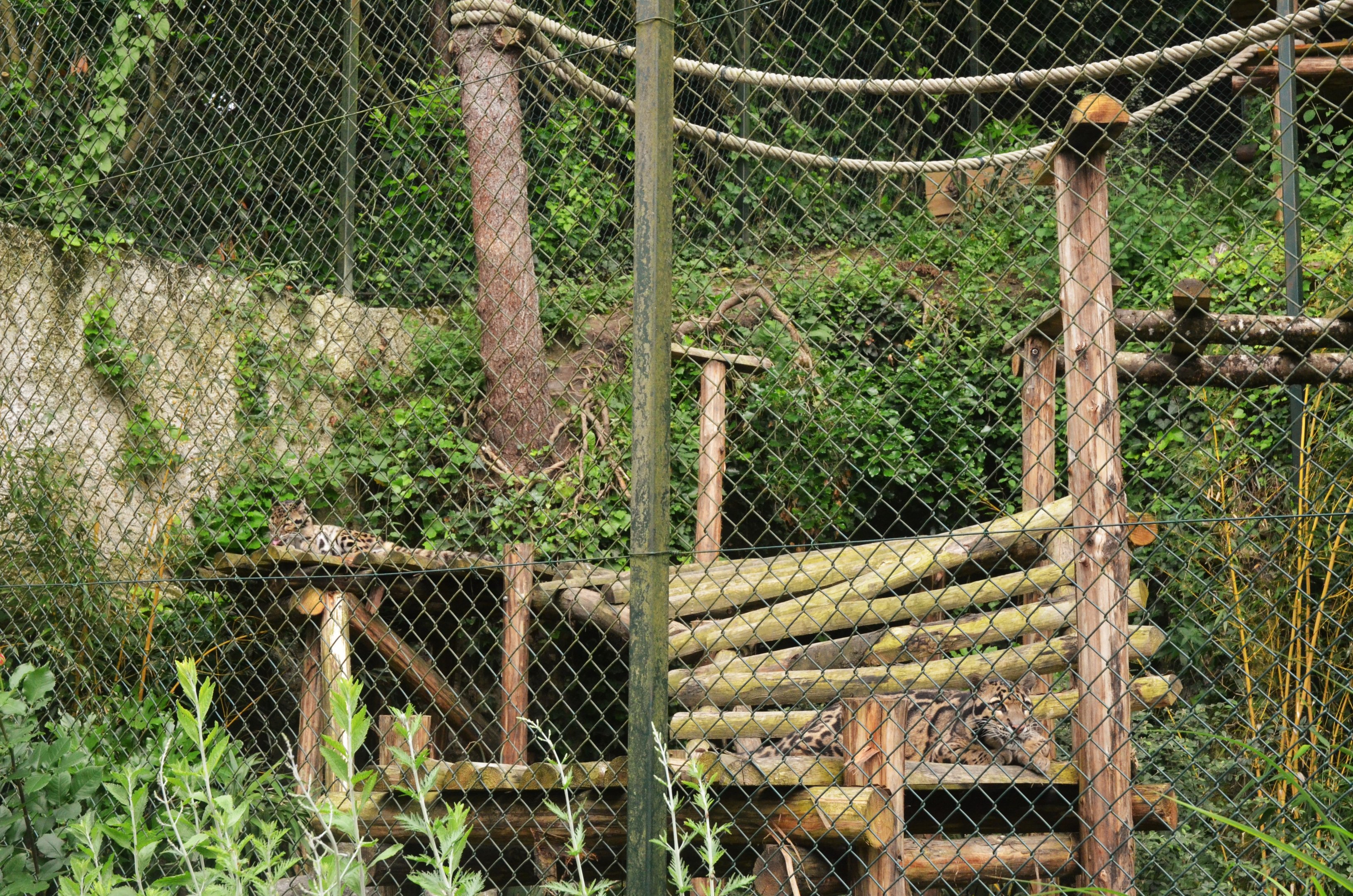 Clouded Leopards at Beauval, 12/06/18