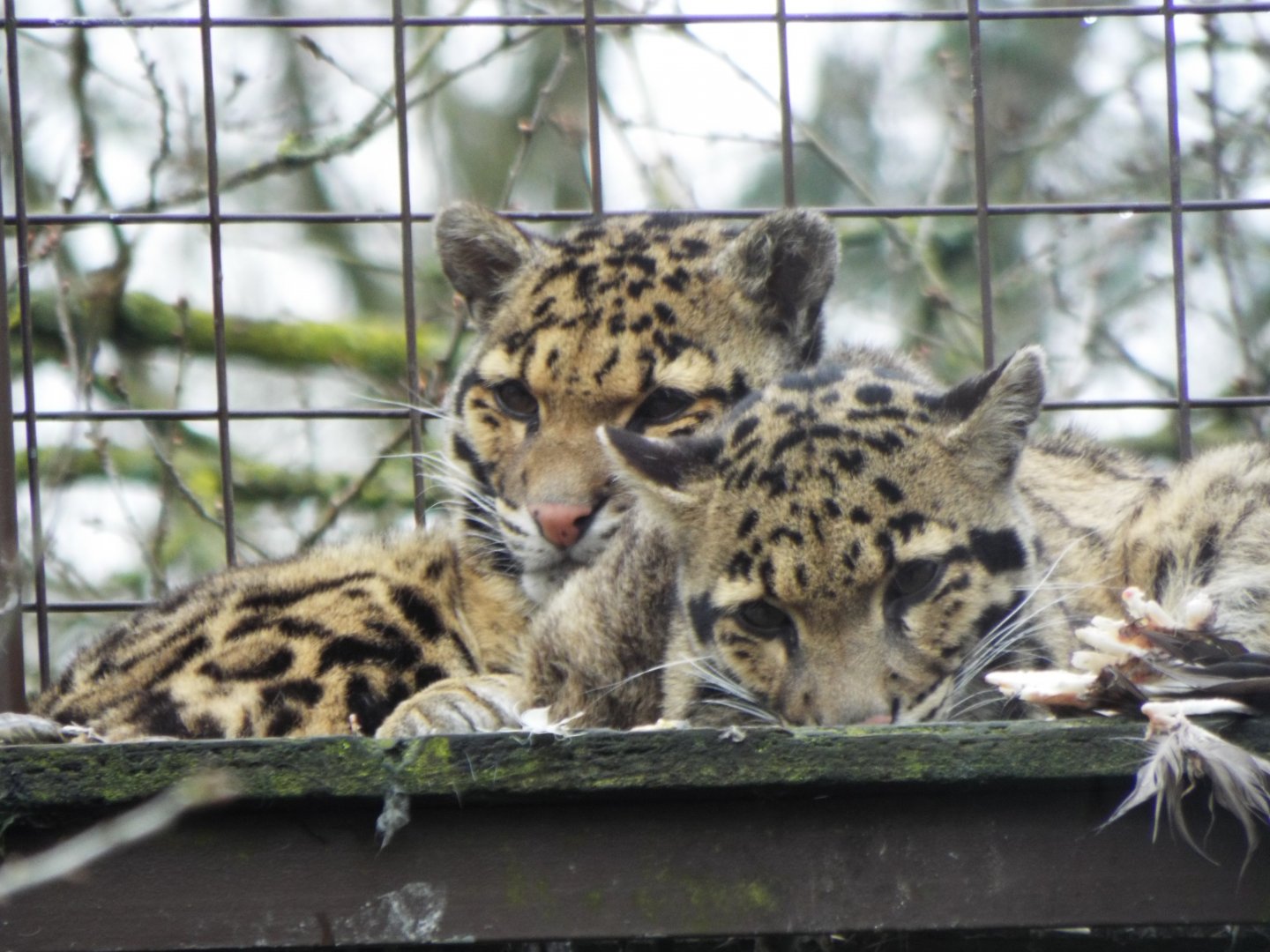 Clouded Leopards - CWP
