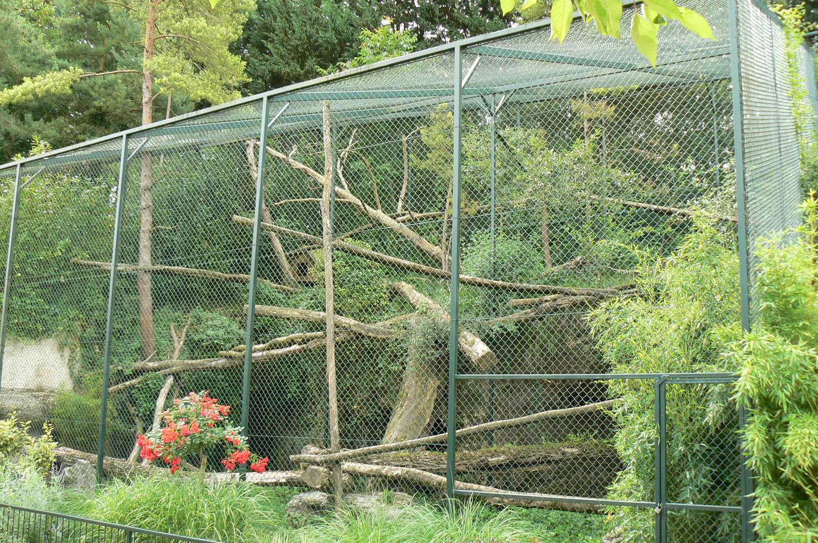 Clouded leopards exhibit