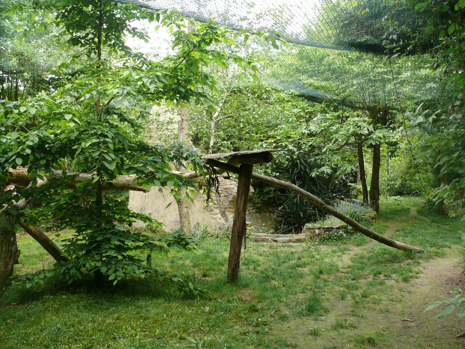 Clouded leopards exhibit