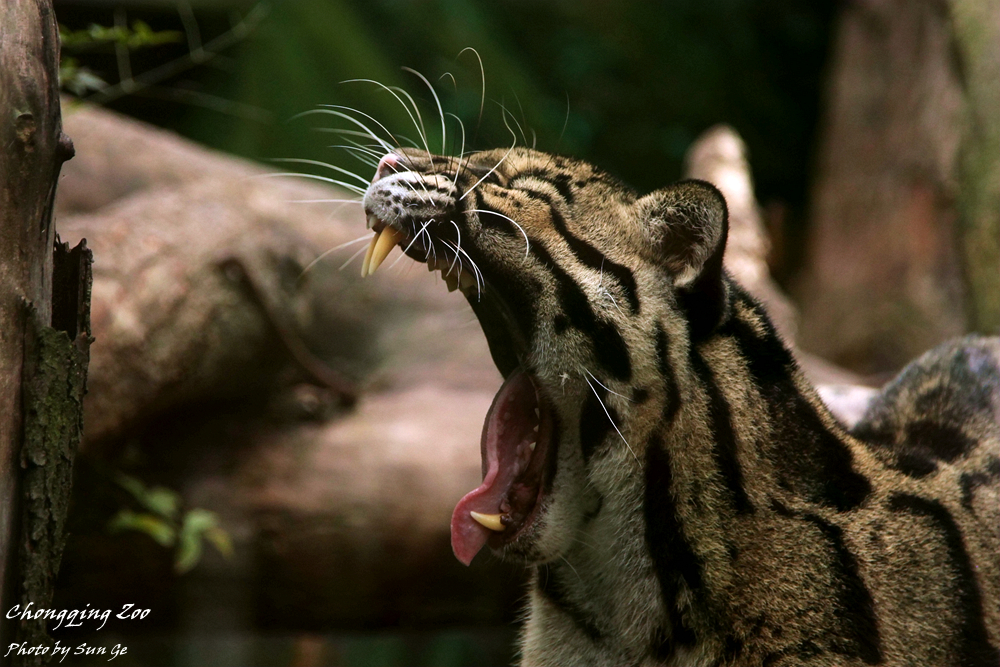 Clouded leopard's huge gape