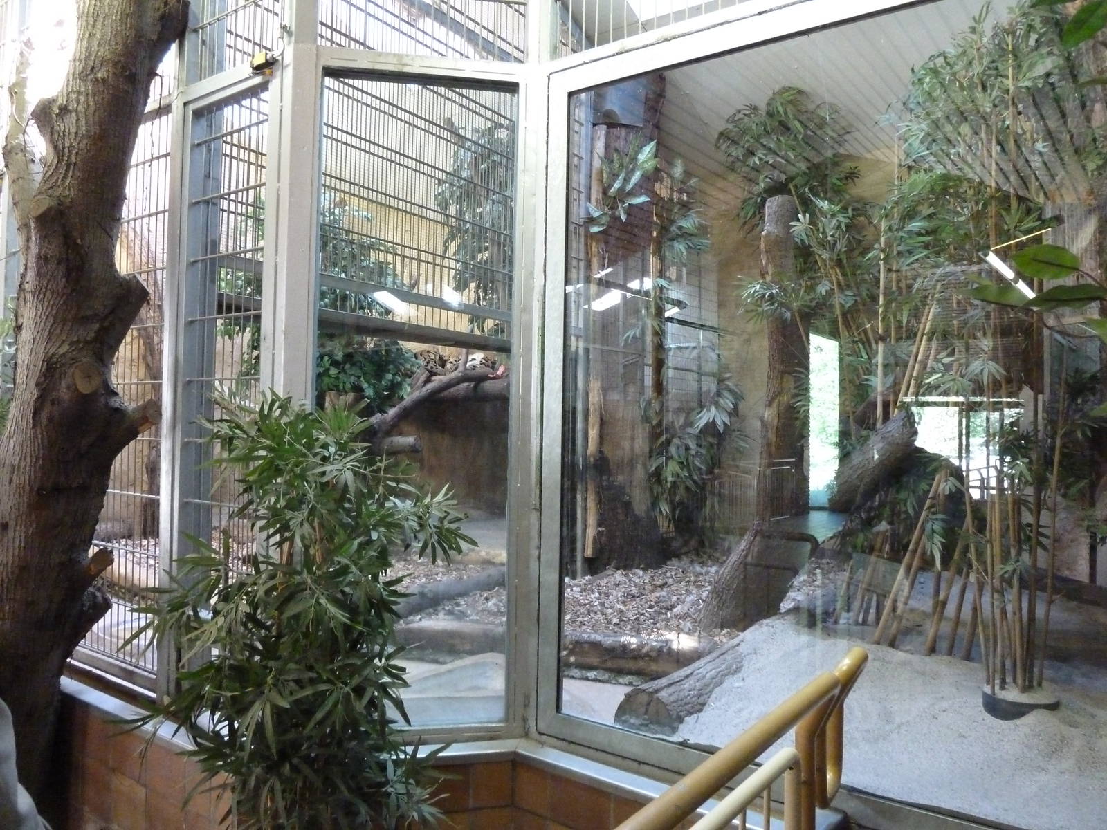 Clouded leopards indoor exhibit