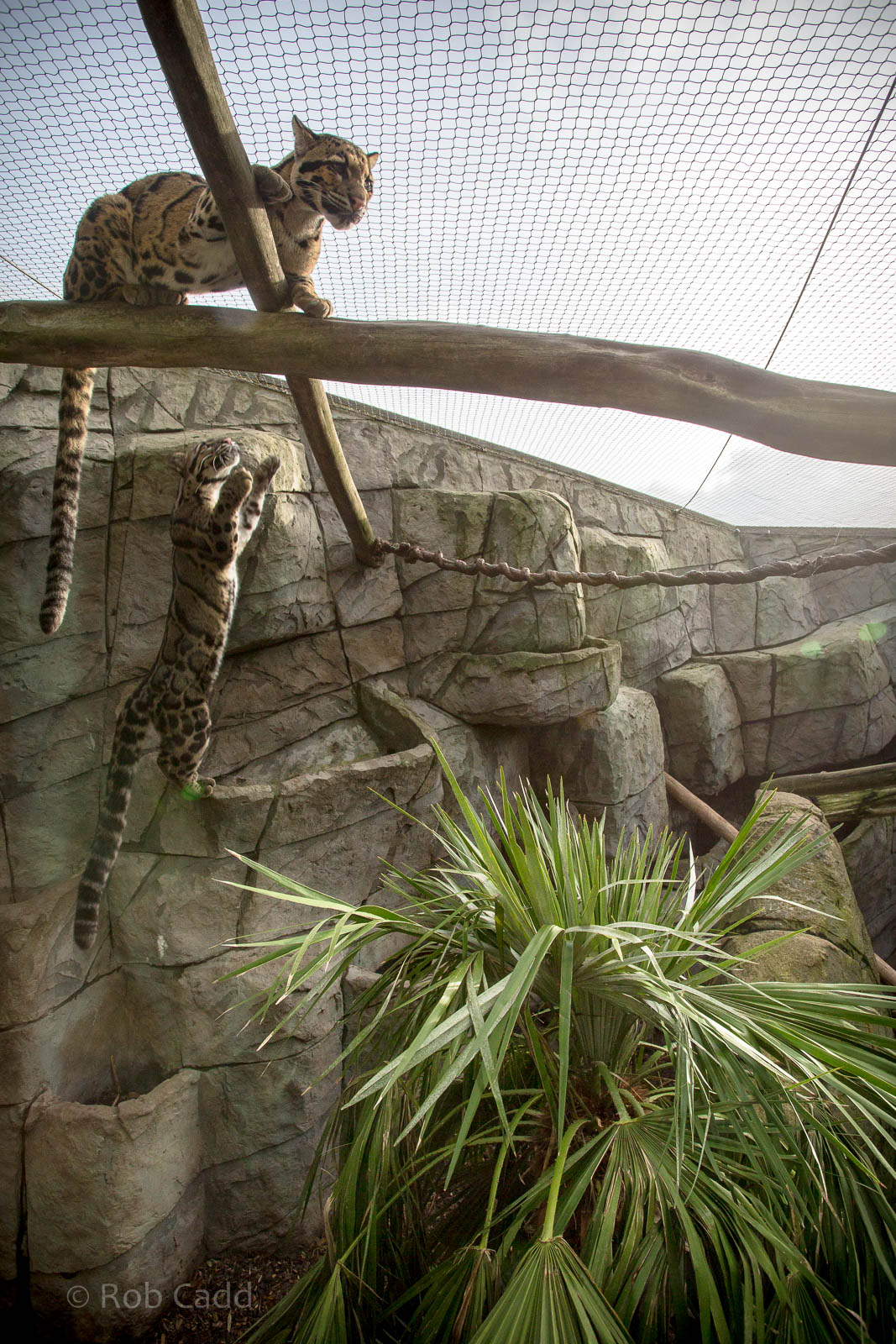 Clouded leopards : RSCC : 17 Oct 2014