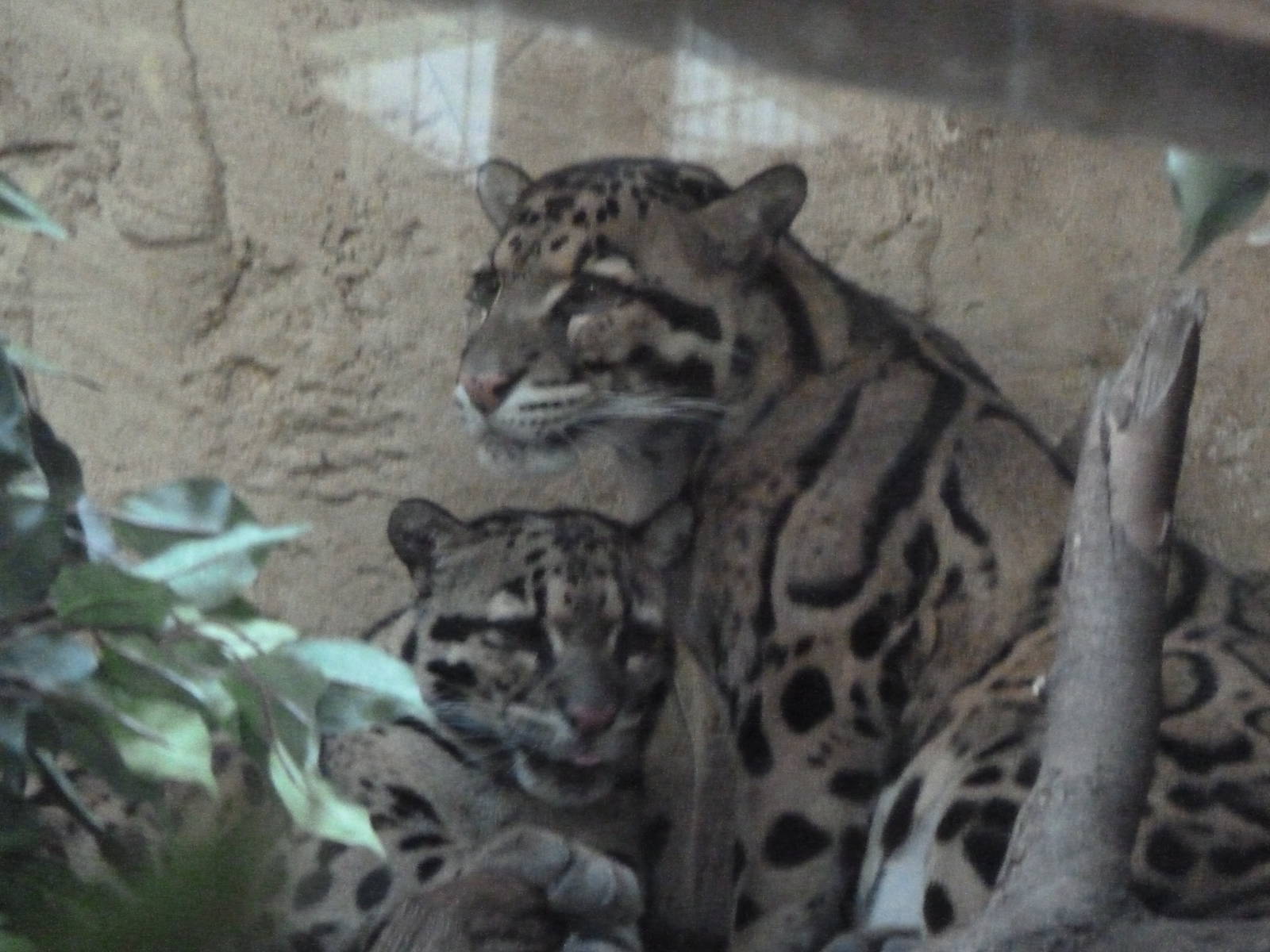 Clouded Leopards