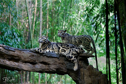 clouded leopards