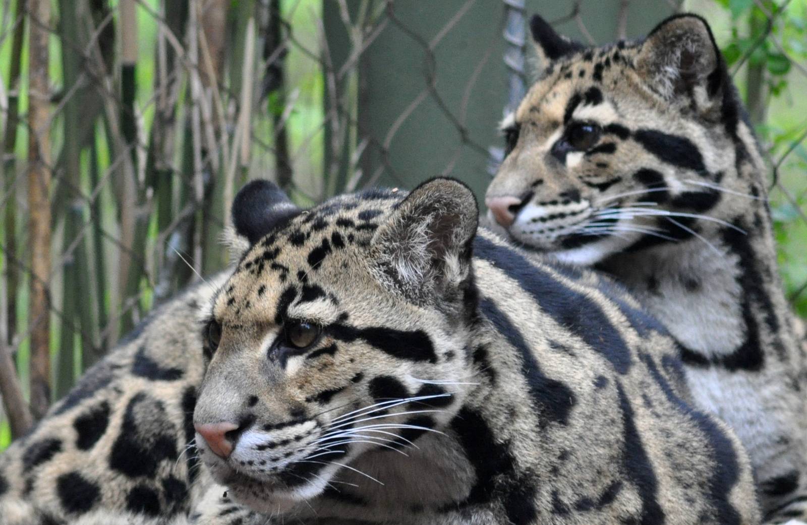Clouded Leopards