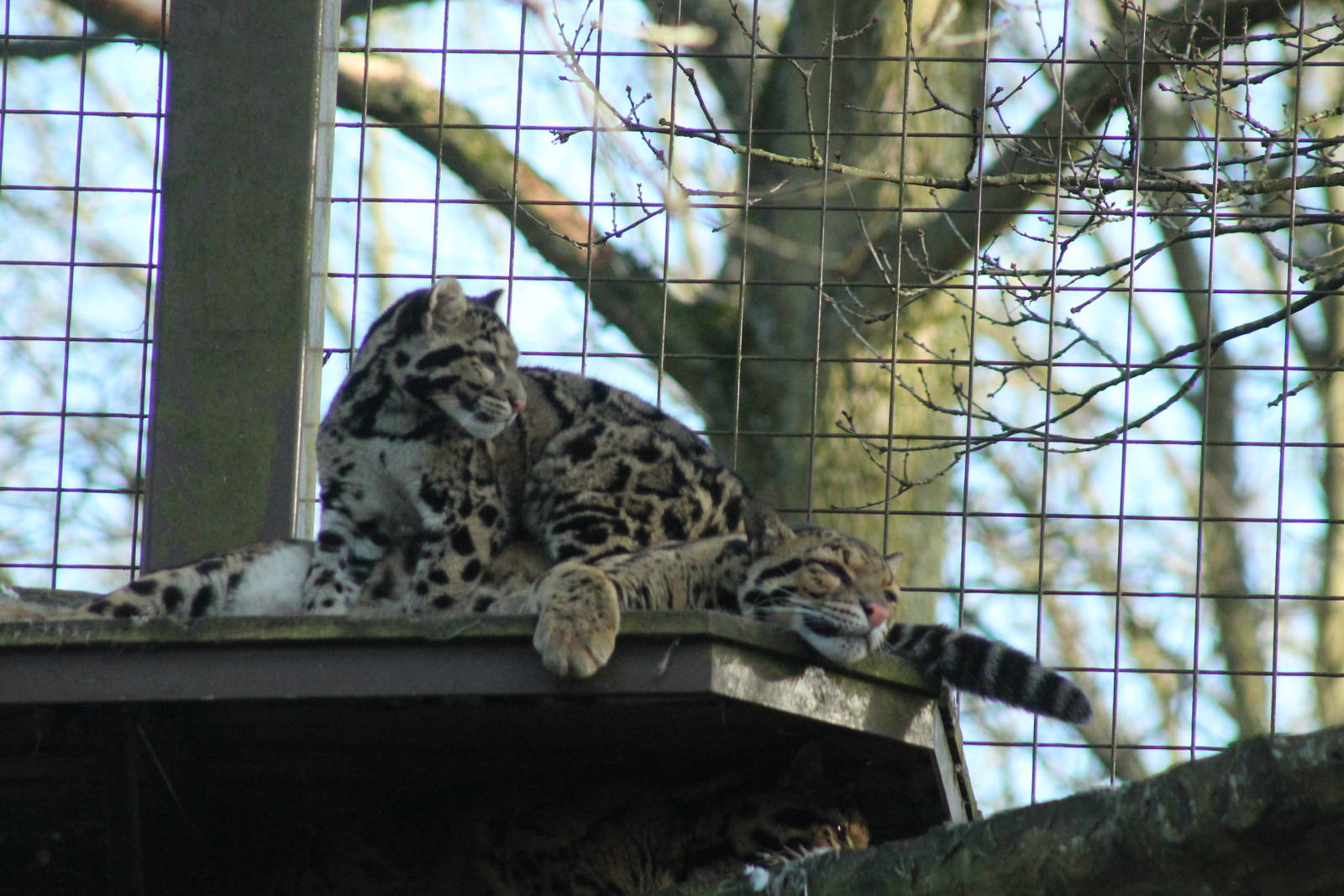 Clouded Leopards