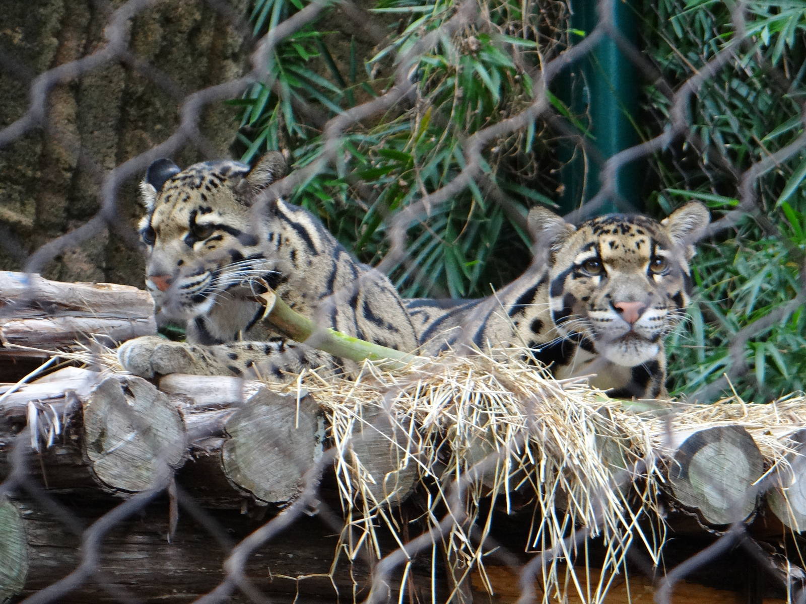 Clouded leopards